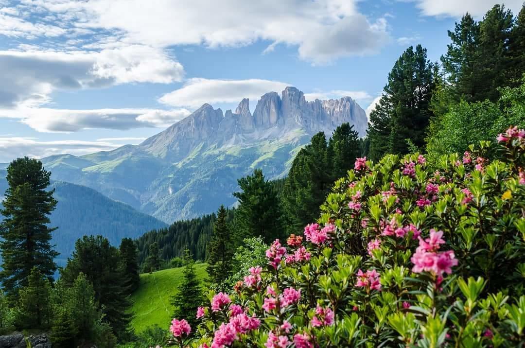 Majon De La Nona Hotel Pozza di Fassa Eksteriør billede